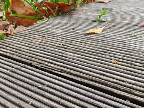 sw-dpk-ili-listvennica-3